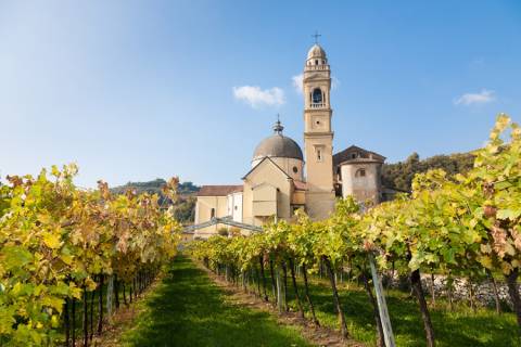 Wine & Food Tasting Experience in Italy